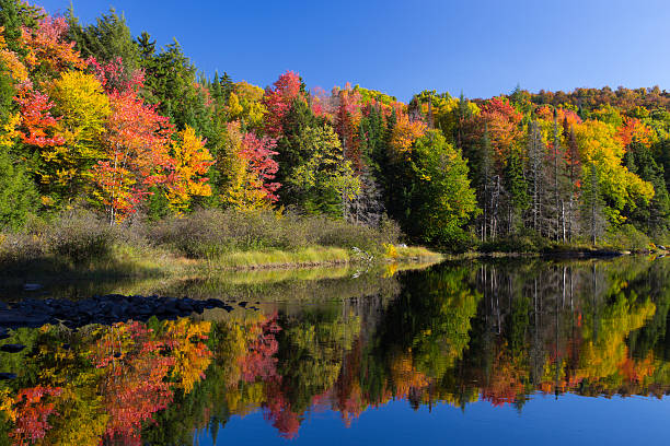 Autumn Reflections Colorful autumn leaves reflecting in a quiet stream in the Adirondack State Park, NY, USA. landscape stream autumn forest stock pictures, royalty-free photos & images