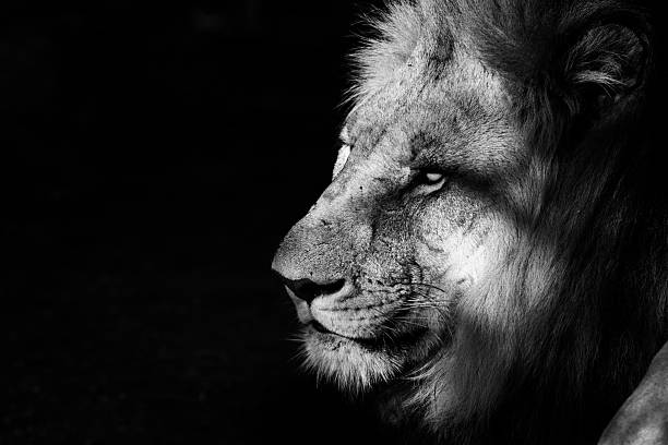 istock King of Madikwe Black and White 528632065