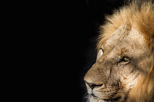 istock King of the Jungle 528632067