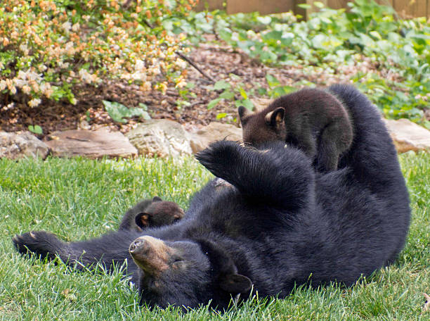 istock Mother Black Bear Nursing Her Young 528632170