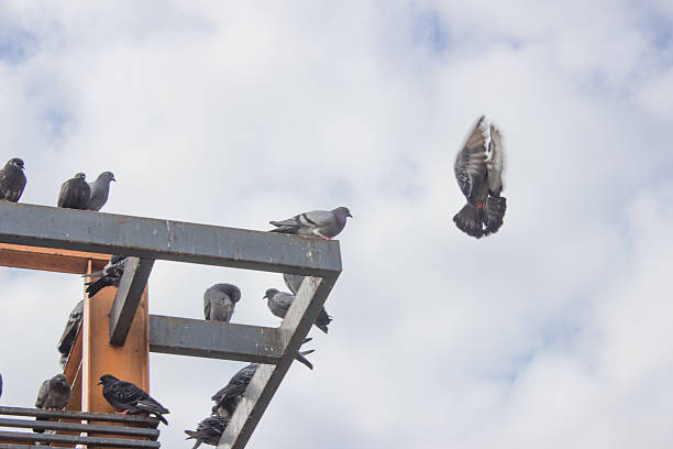 istock grey pigeons constituting the bird clade Columbidae sit on the 528633143