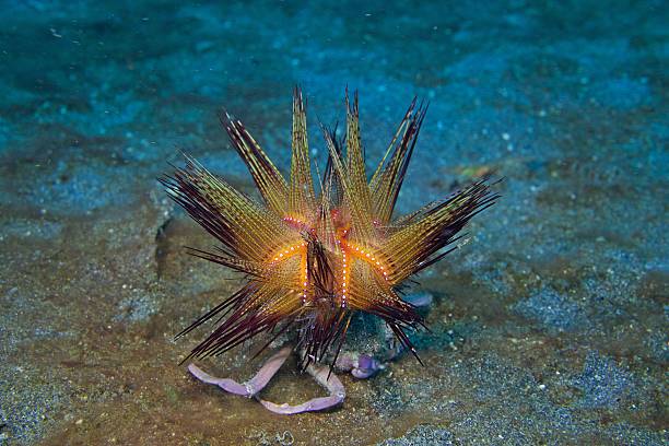 istock Carrier Crab and Sea Urchin 528633305