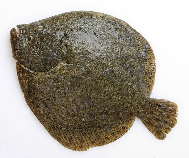 istock Brill, tasting flatfish, Turbot isolated on white 528633386
