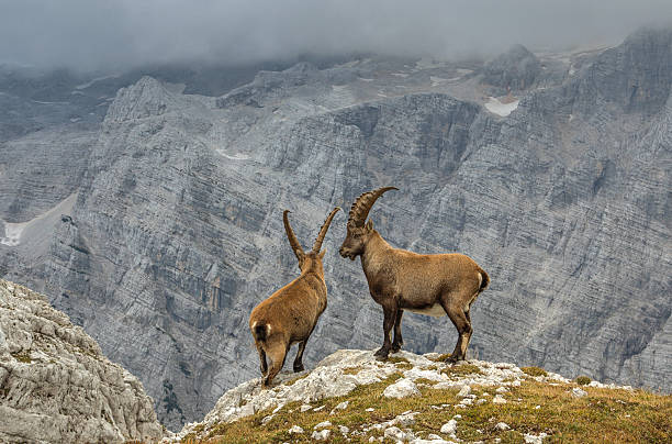 istock Male Ibexes posing in front of Mount Triglav 528633465