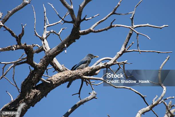 Western Scrub Jay Stock Photo - Download Image Now - Animal, Animal Wildlife, Animals In The Wild