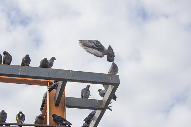 istock grey pigeons constituting the bird clade Columbidae sit on the 528633537