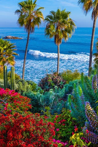Beach and breaking surf of Laguna Beach, California. Flowers and palms fill the foreground.