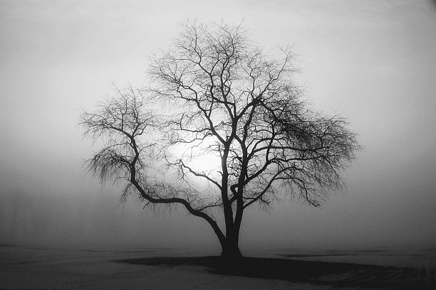 istock Sunrise in fog 528634455