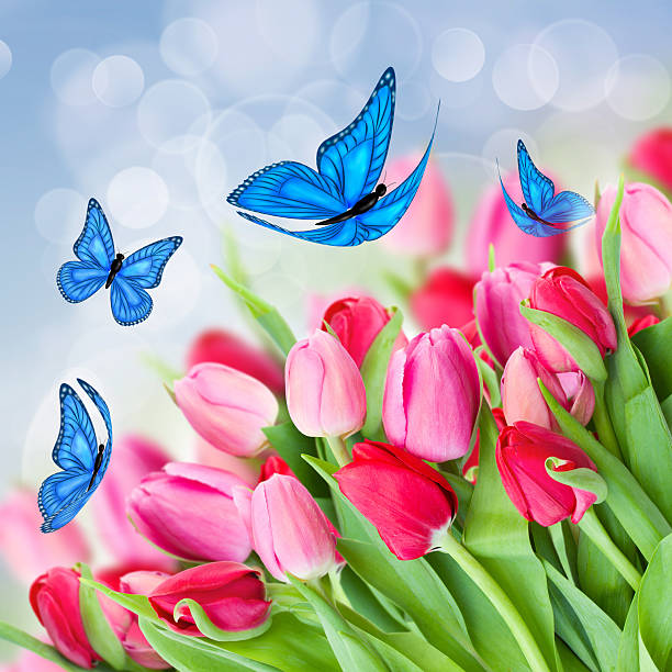 pack of fresh  pink  tulips with blue butterflies