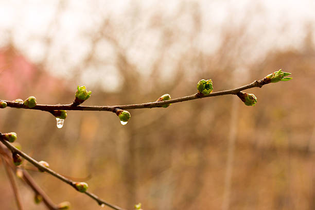 istock leaves on a tree branch in spring in rainy weather 528635466