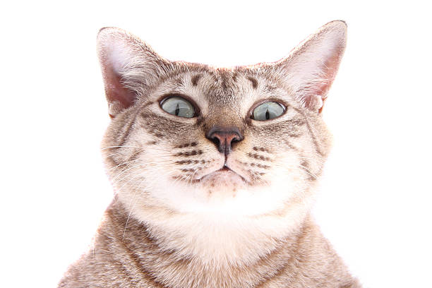 istock Portrait of funny face cat 528635665