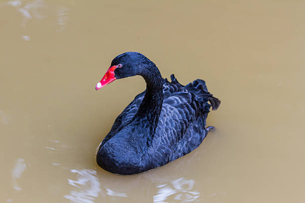 istock black swan swimming 528635707