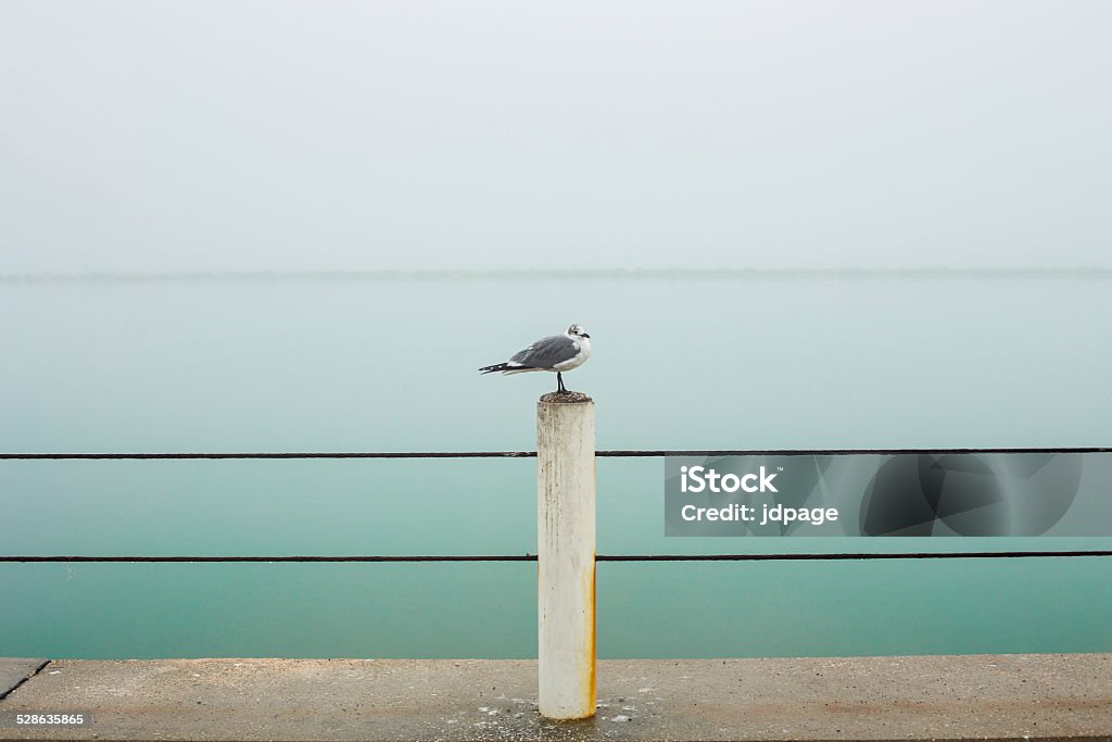 Seagull on a Foggy Morning A female Laughing Gull (Leucophaeus atricilla) on a foggy morning sitting atop a piling on the People Street T-Head in the Corpus Christi marina. Corpus Christi - Texas Stock Photo