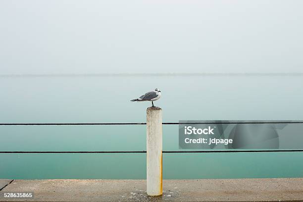 Seagull On A Foggy Morning Stock Photo - Download Image Now - Corpus Christi - Texas, Fog, Gulf Coast States