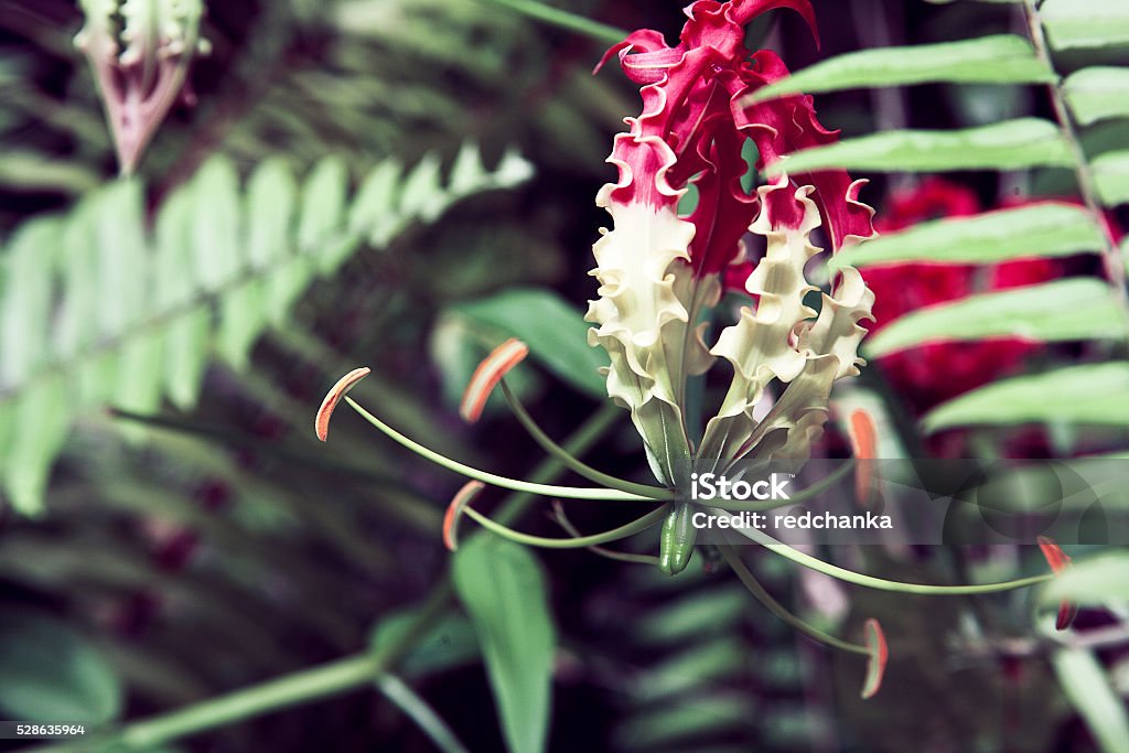 Hermosas Flores Exóticas En Maldivas Foto de stock y más banco de imágenes  de Aire libre - Aire libre, Amarillo - Color, Bosque - iStock