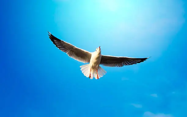 Shot of Seagull flying in bright clear blue sky