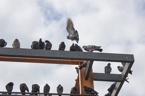 istock grey pigeons constituting the bird clade Columbidae sit on the 528636047