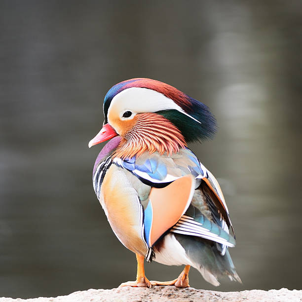 雄オシドリ - duck pond mandarin red ストックフォトと画像