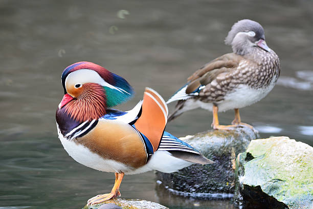 kaczka mandarynka - duck pond mandarin red zdjęcia i obrazy z banku zdjęć