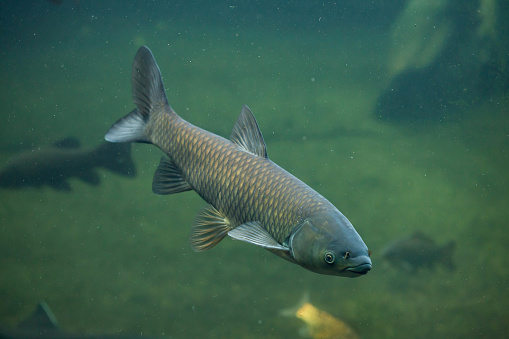 Grass carp (Ctenopharyngodon idella). Wild life animal.