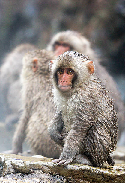 istock Japanese Macaque in Yamanouchi, Japan 528636904