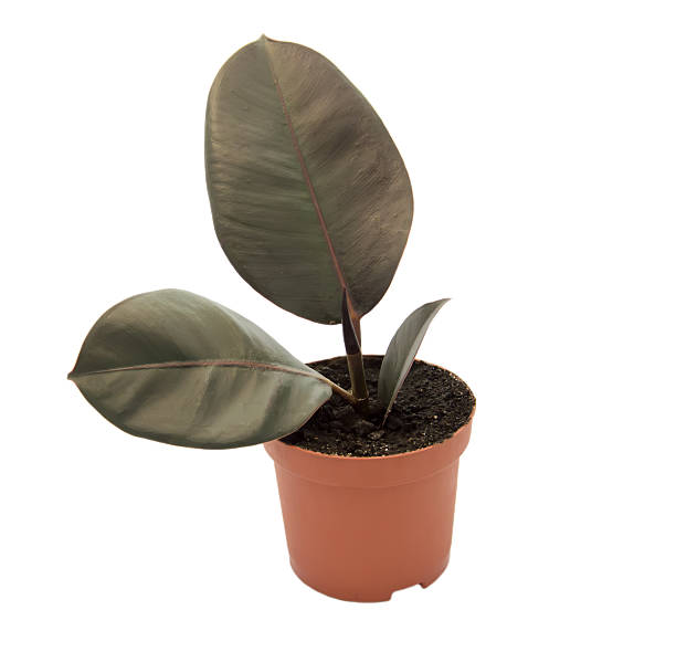 istock Indoor beautiful ficus plant isolated on white background 528637558