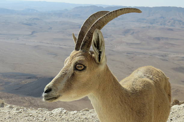 Female goat in a high grass field