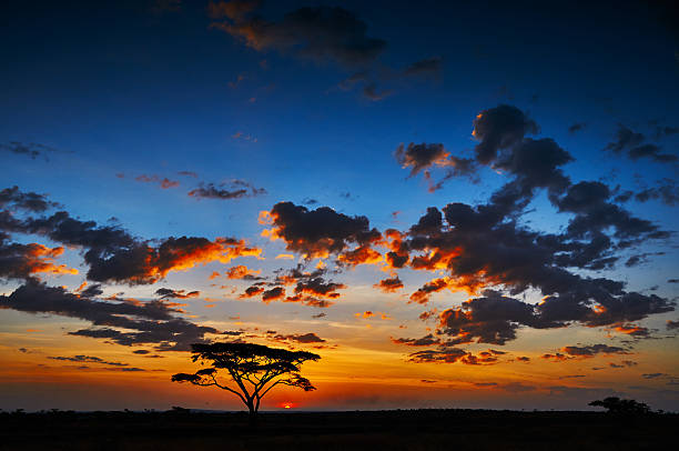 afrikanischen sonnenuntergang - kruger national park national park southern africa africa stock-fotos und bilder