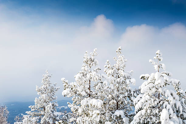 istock Snow covered trees in the mountains 528677727