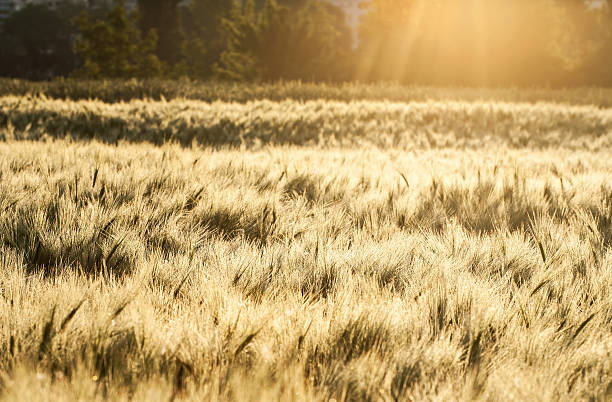 istock Wheat in morning, rural landscape 528678265