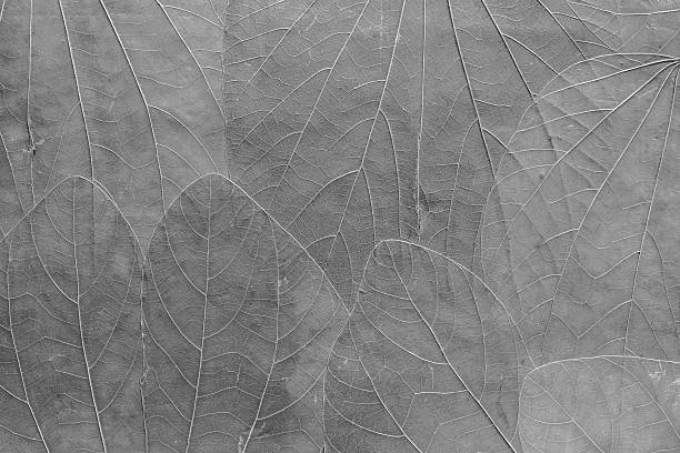 Minimalistic concrete light gray background with eucalyptus branches top view with copy space. Stylish flat lay.