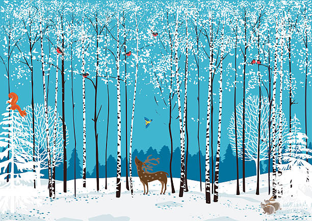 birchwood - winter forest woods wintry landscape stock-grafiken, -clipart, -cartoons und -symbole