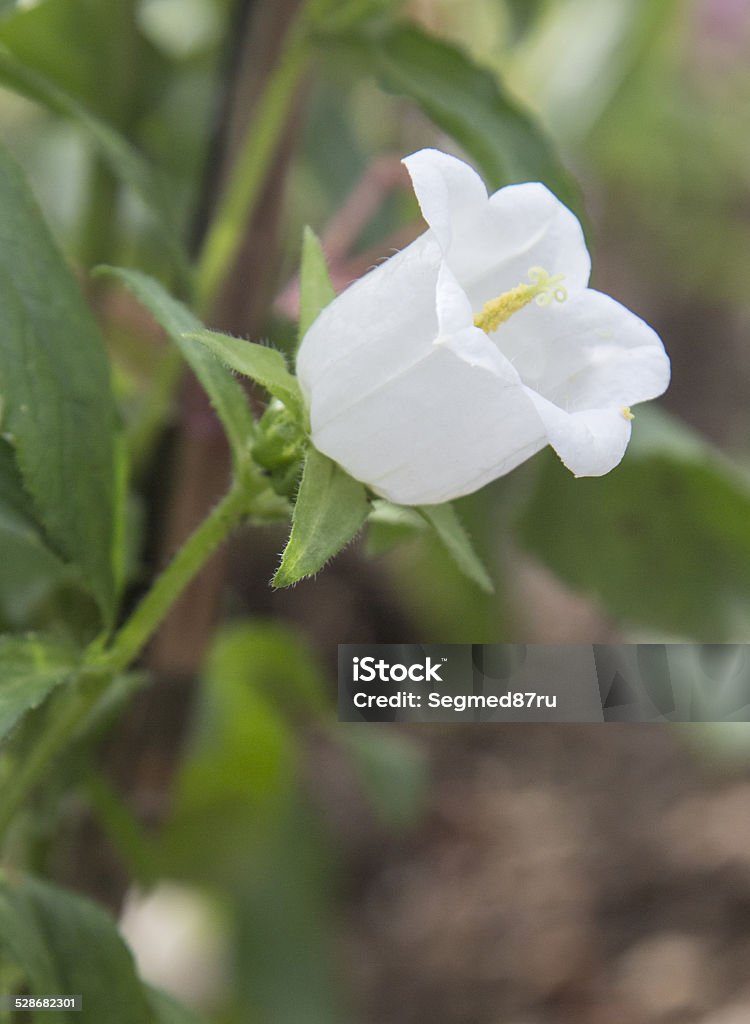 bellflower white living bell flower on the natural background Beauty In Nature Stock Photo