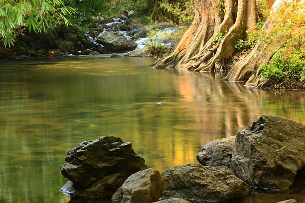 ruisseau dans la forêt tropicale - middle prong photos et images de collection