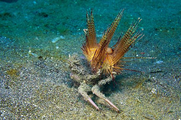 Carrier Crab and Sea Urchin