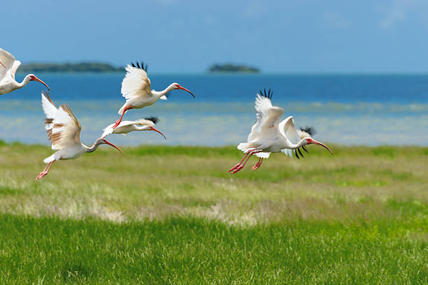 White birds fly over a green grass. stock photo