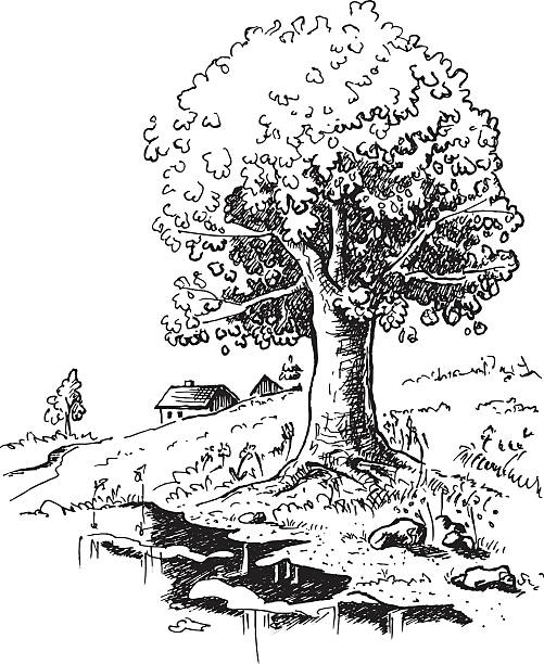 Romantic landscape with big old oak tree standing alone drawing Ink drawing converted to vectors. Ready to change the composition and colors. old oak tree stock illustrations