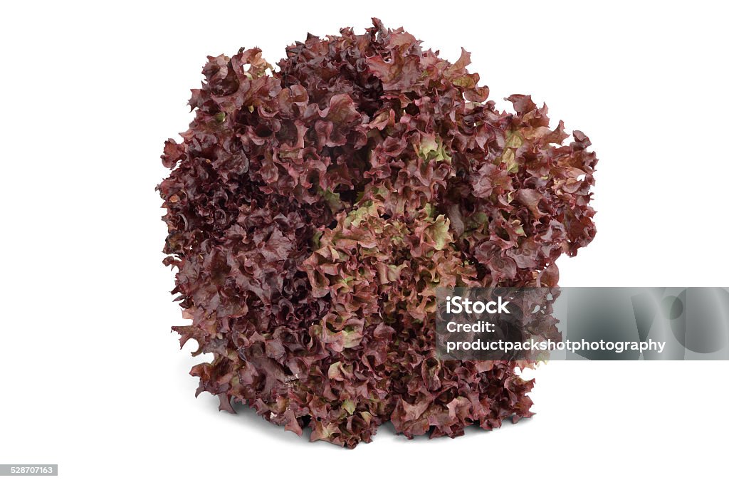 Lollo Rosso Lettuce - Stock Image A bunch of Lollo Rosso lettuce isolated on a white background Red Stock Photo