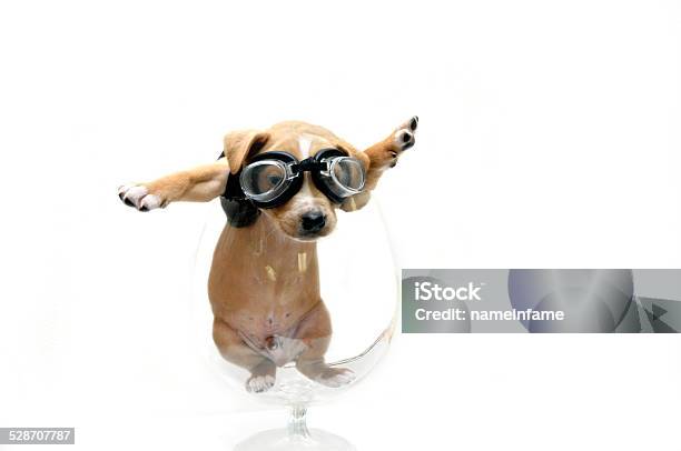 Black Leather Clad Puppy Stock Photo - Download Image Now - Airplane, Animal, Animal Body Part