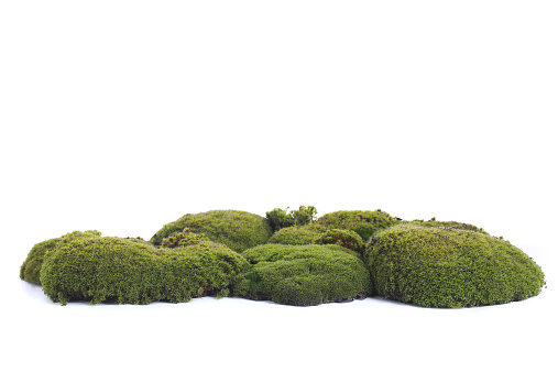 Verde moss photo