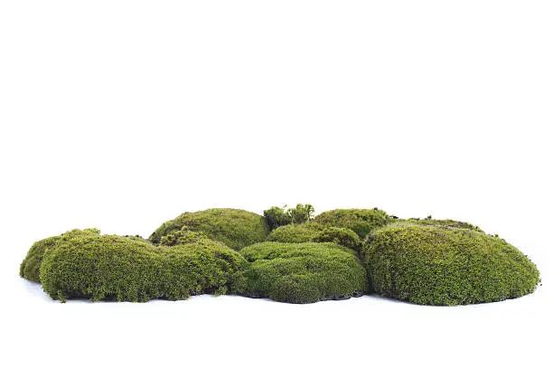 Photo of Green moss