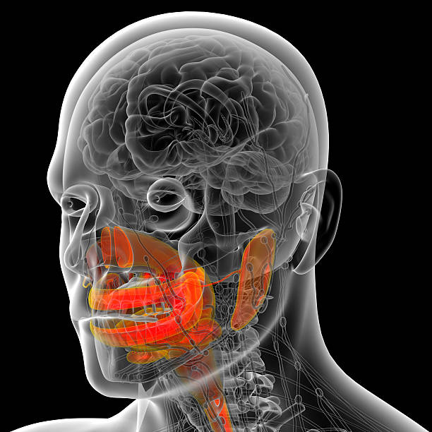 istock 3d render medical illustration of the human digestive system 528709773
