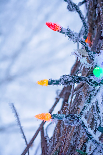 Outdoor LED Christmas lights covered with a heavy coat of a hoar frost.