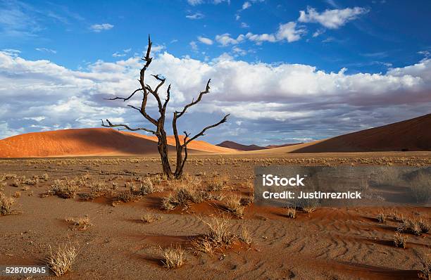 Sossusvlei Namibia Stock Photo - Download Image Now - Arid Climate, Bare Tree, Blue