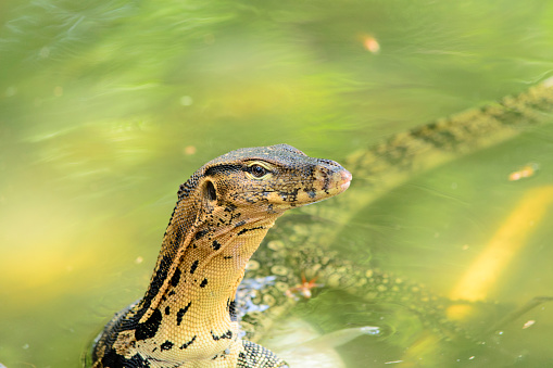 Monitor lizard sitting in the water in Lumpini park, Bangkok 