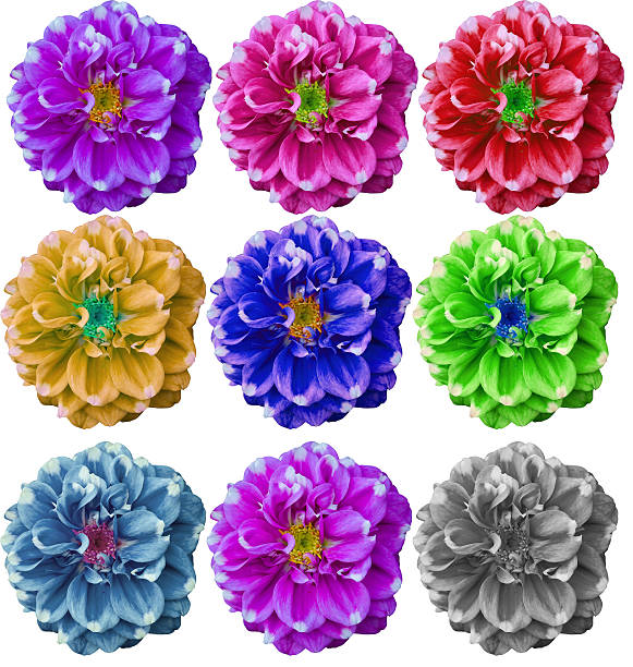 istock Colorful Dahlia flower in white background 528711625