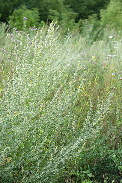 istock Artemisia absinthium; wormwood in bloom at wild 528711721