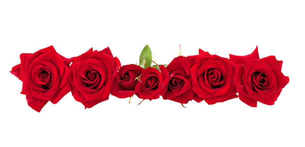 artificial red rose isolated on white