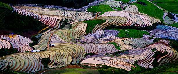 istock Terraced rice field in water season 528712431