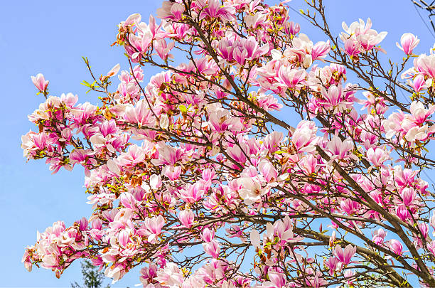 magnifique magnolia rose fleurs sur fond de ciel bleu - clear sky sweet magnolia single flower flower photos et images de collection